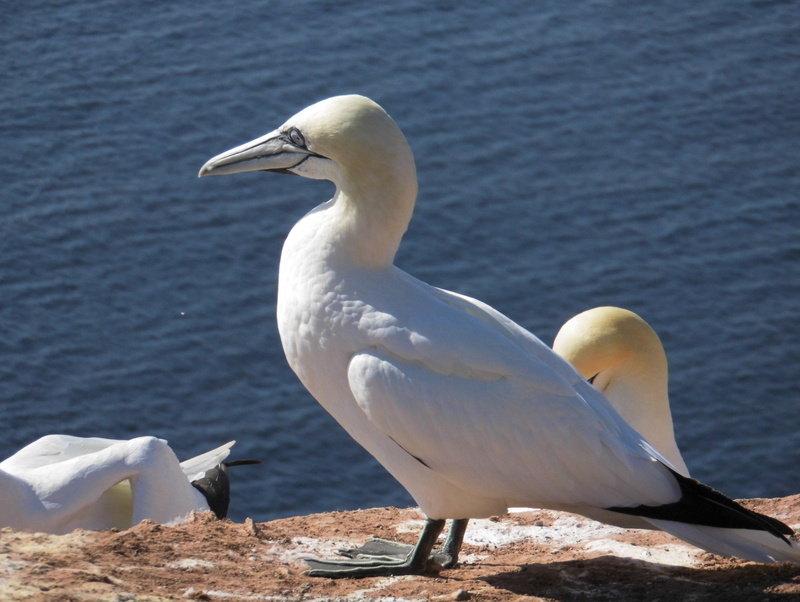 day, water, focus on foreground, animal, vertebrate, white color, sunlight, bird, northern gannet, animal world, waters, 4K, sea, nature, beak, no people