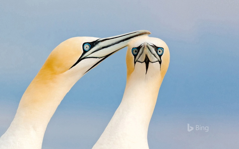 day, close-up, vertebrate, mouth open, human hand, ireland, 1080P, people, one animal, animal neck, body part, bird, desktop, representation, animal wildlife