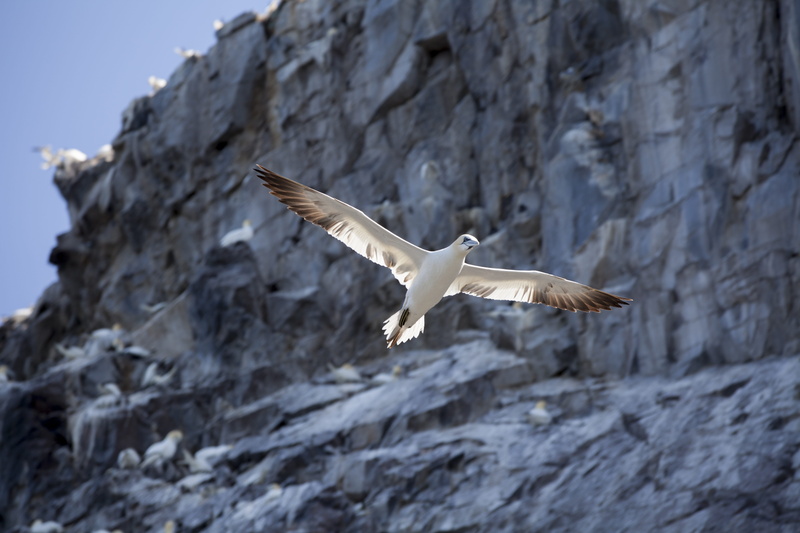 flying, seagull, animal themes, gannet, mid-air, one animal, nature, bass rock, bird of prey, animal, north berwick, 5K, eagle, rock, solid, low angle view