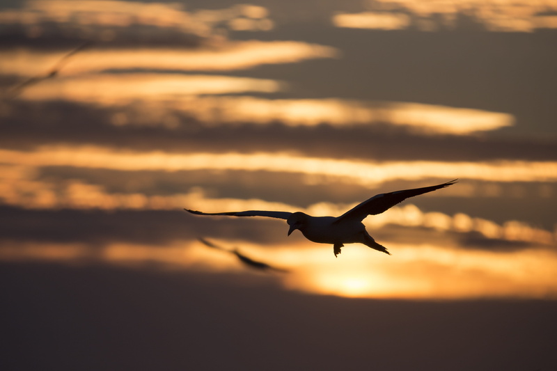 spread wings, animal wildlife, muriwai, sunset, sky, motion, animal, freedom, nature, no people, outdoors, bird, animal themes, seagull, cloud - sky, one animal