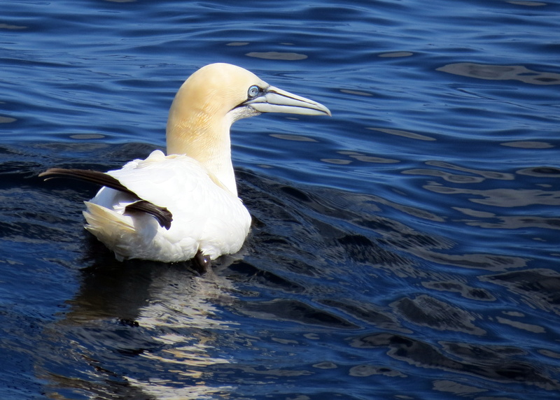 feather, nature, feathers, animal themes, beauty in nature, beak, animal, fauna, gannet, white, white color, water bird, day, swimming, uk, animal wildlife
