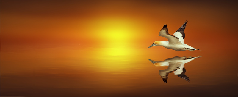 flying, bird, motion, sky, animal themes, sunset, bill, no people, nature, dom, vertebrate, mirroring, sunlight, northern gannet, sea birds, reflection