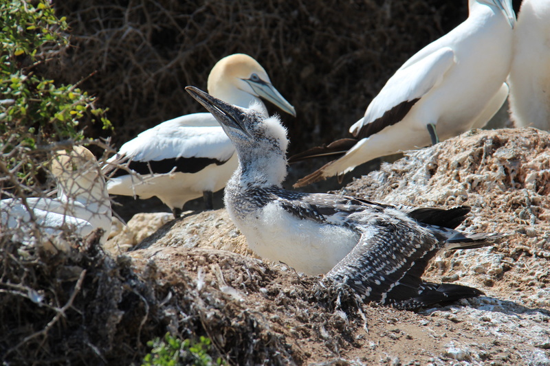 perching, white color, sea birds, selective focus, animal nest, cape kidnappers, colony, nest, young birds, animal wildlife, new zealand, nature, outdoors