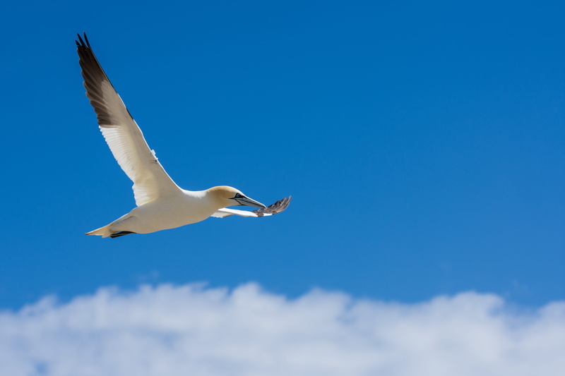 mid-air, black, detail, day, flying, one animal, animal wildlife, sea bird, bird, saltee islands, fly, animal, spread wings, animals in the wild, booby