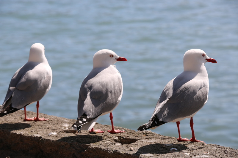nature, animal, day, bird, animal themes, sea, beach, gannet, two animals, animals in the wild, rock, focus on foreground, solid, 5K, no people, perching