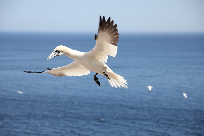 day, horizon over water, vertebrate, sea, outdoors, northern gannet, 2K, sky, seagull, no people, animals in the wild, animal wildlife, bird, white color