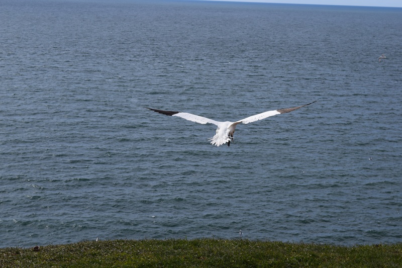spread wings, north sea, nature, sea, animal, outdoors, flying, beach, blue, wildlife, sea island, helgoland, day, beauty in nature, one animal, water