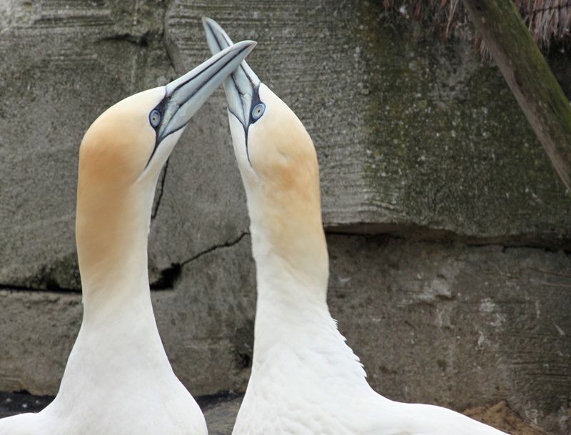 no people, nature, animal neck, animal themes, outdoors, close, wildlife, 4K, beaks, group of animals, focus on foreground, northern gannet, swan, white color