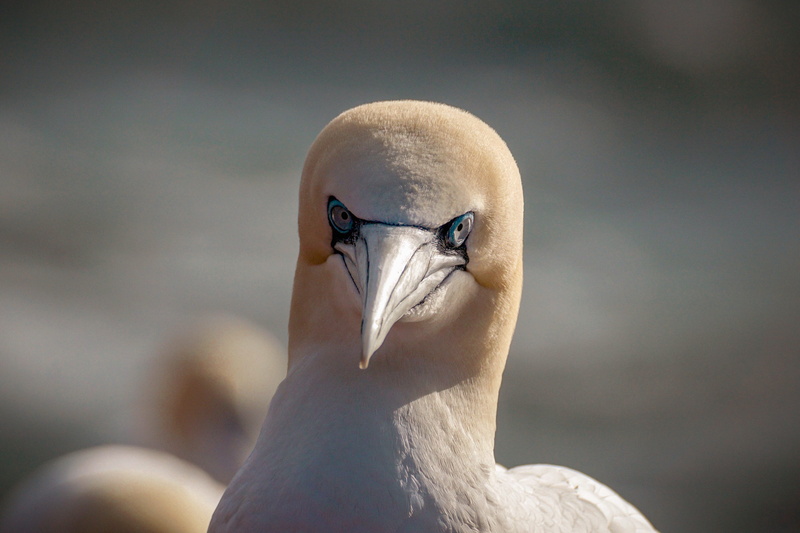 nature, beak, flying, 5K, one animal, plumage, animals in the wild, northern gannet, sea bird, animal body part, white, close-up, schwimmvogel, water bird