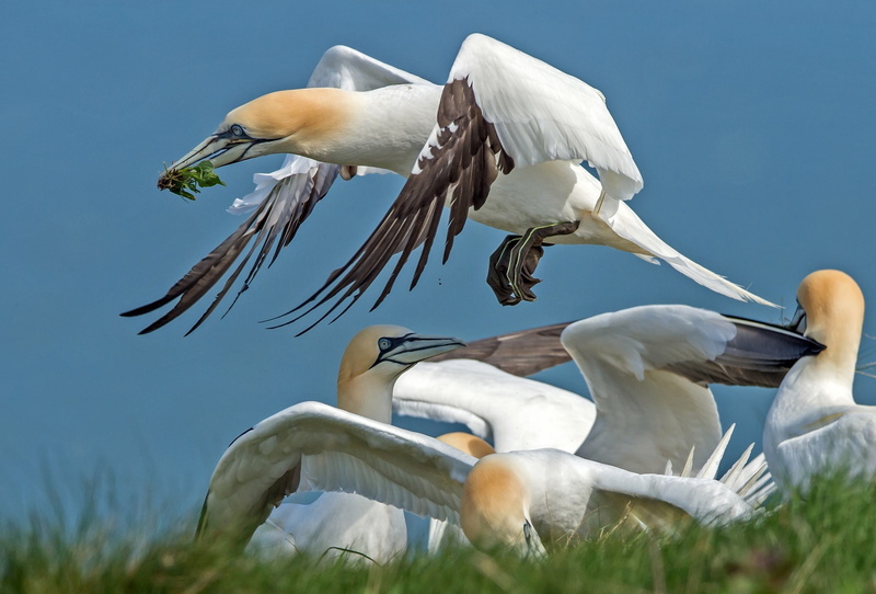 beak, 1080P, bird, wings, the Northern Gannet