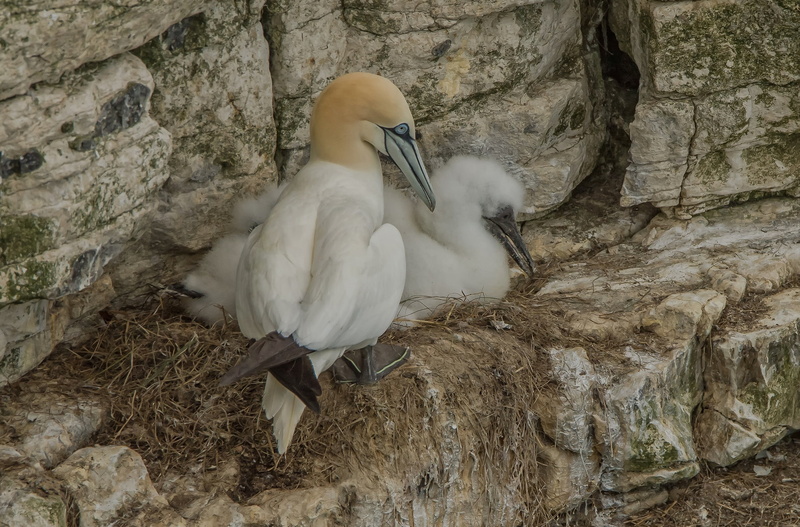 rocks, the Northern Gannet, socket, birds, 1080P