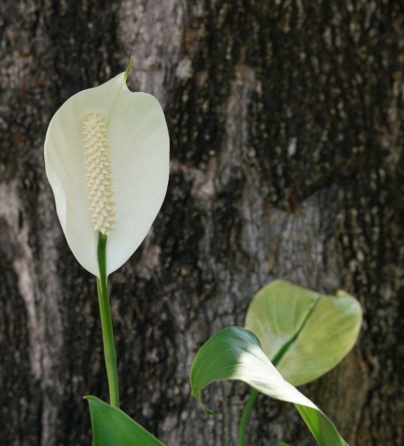 tropical, flower, green color, plant part, freshness, day, wood, growth, laceleaf, plant stem, fragility, flower head, white, outdoors, pure, 2K, petal