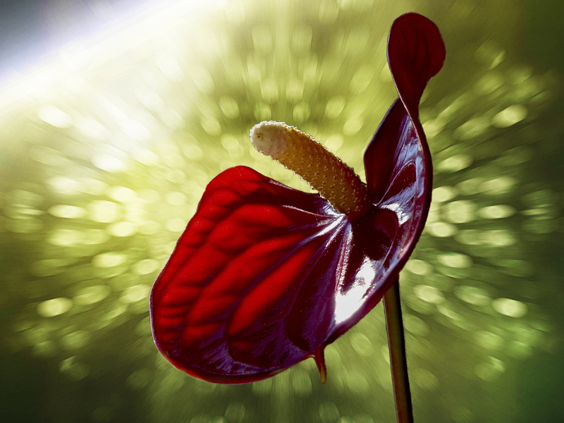 anthurium antrenaum, focus on foreground, creative, summer, calla, decoration, plant, flower, fragility, outdoors, flowering plant, floral, 4K, laceleaf