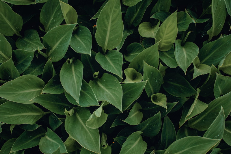green color, growth, close-up, foliage, leaves, plant, food and drink, leafed, green, backgrounds, nature, lush foliage, flower, freshness, greenhouse