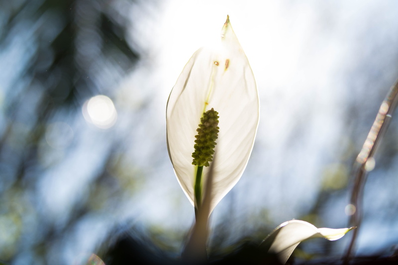 springtime, nature, flowering plant, outdoors, day, plant, white color, purity, daisy, vulnerability, daisies, tree, crocus, no people, 5K, flower, sprout