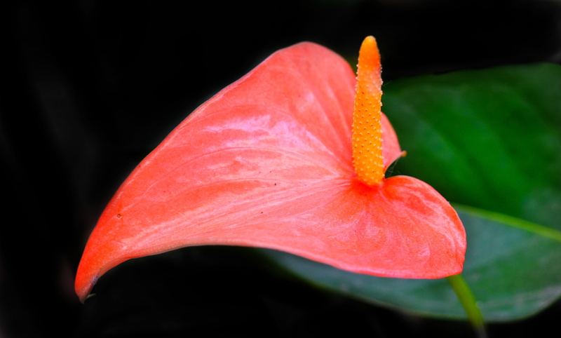 beautiful, growth, 5K, gardening, tropical, nature, outdoors, studio shot, red, inflorescence, bright, pollen, and laceleaf, color, closeup, flora, plant part