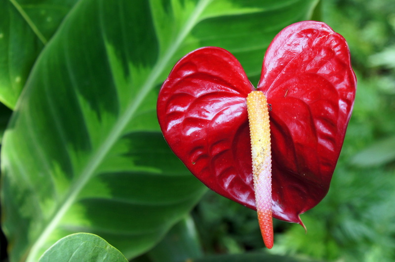 vulnerability, close-up, 4K, no people, day, laceleaf, focus on foreground, flowering, botanical, inflorescence, Anthurium, nature, beauty in nature, green