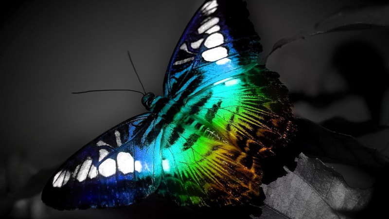 butterfly - insect, multi colored, animal, 2K, bird, no people, blue, insect, peacock, green color, beauty in nature, multi coloured butterfly background