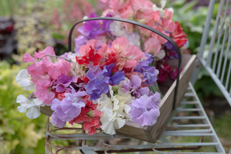 nature, plant, flowering plant, english garden, floral, close-up, pink color, fragrance, day, fragility, white, beauty in nature, inflorescence, growth