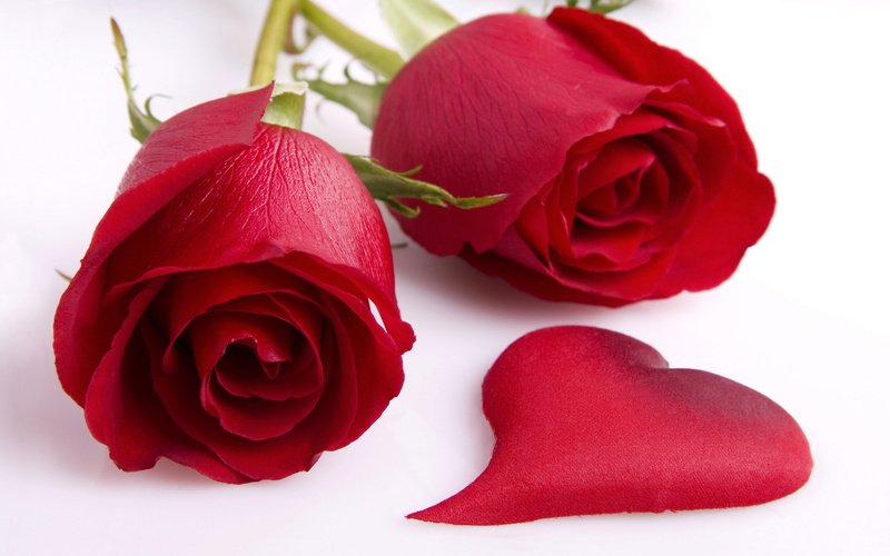 flowers, roses, florist, 2K, natural, best Flowers