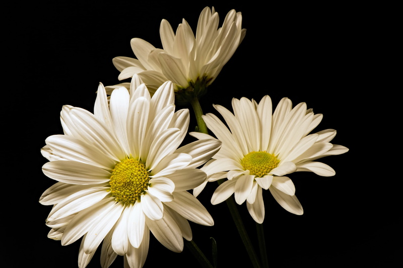 growth, plants, fragility, freshness, close-up, indoors, flowering plant, yellow, petal, white flowers, no people, flower arrangement, gazania, flower