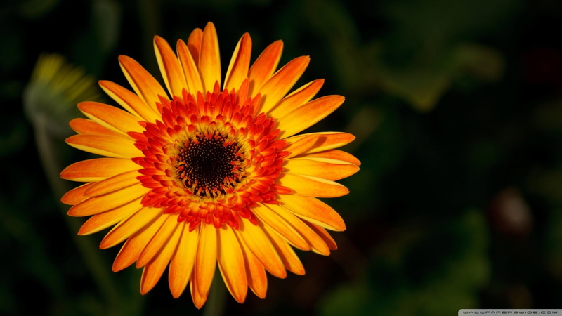 orange flowers, vulnerability, flower, freshness, pollen, day, fragility, growth, 1080P, petal, flowers, focus on foreground, macro, close-up, gazania