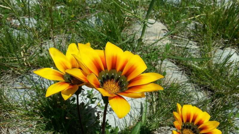 freshness, flowers, beauty in nature, no people, fragility, growth, flowering plant, close-up, pollen, field, inflorescence, gazania, day, petal, outdoors