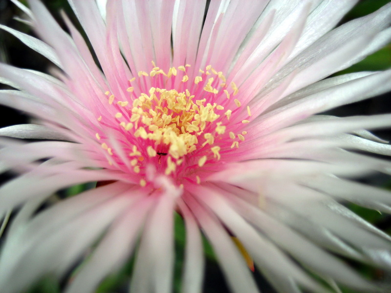 nature, beauty in nature, selective focus, gazania, flower head, close-up, freshness, no people, fragility, outdoors, plant, inflorescence, flower, petal