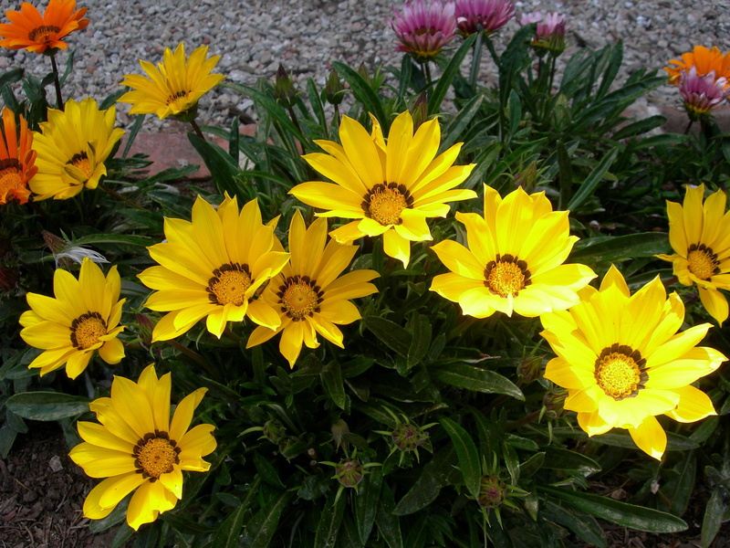 2K, gazania, flowers