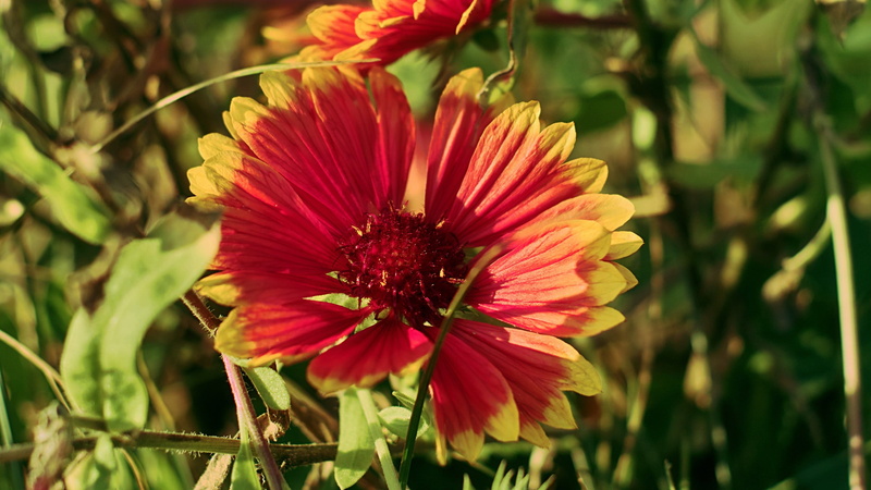 day, plant, focus on foreground, petaled, beauty in nature, flower, plants, freshness, outdoors, petal, close-up, growth, 2K, no people, flowers, gazania