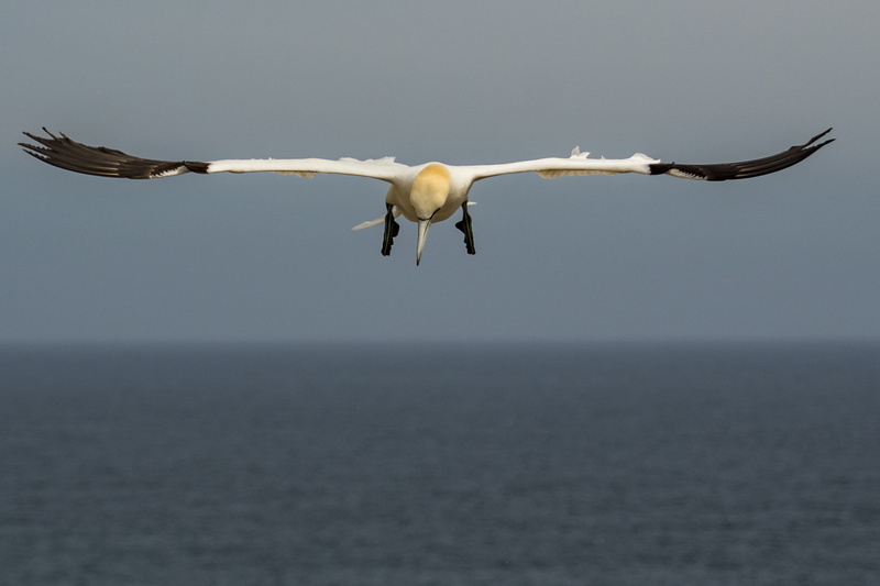 water, flight, horizon over water, landing, gannet, animal wildlife, day, no people, one animal, wildlife, bird, ireland, saltee islands, ocean, animal themes