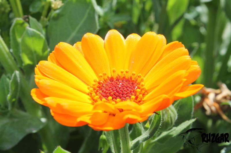 focus on foreground, plant, day, close-up, flowers, outdoors, flower head, fragility, vulnerability, petal, orange, gazania, inflorescence, freshness, growth