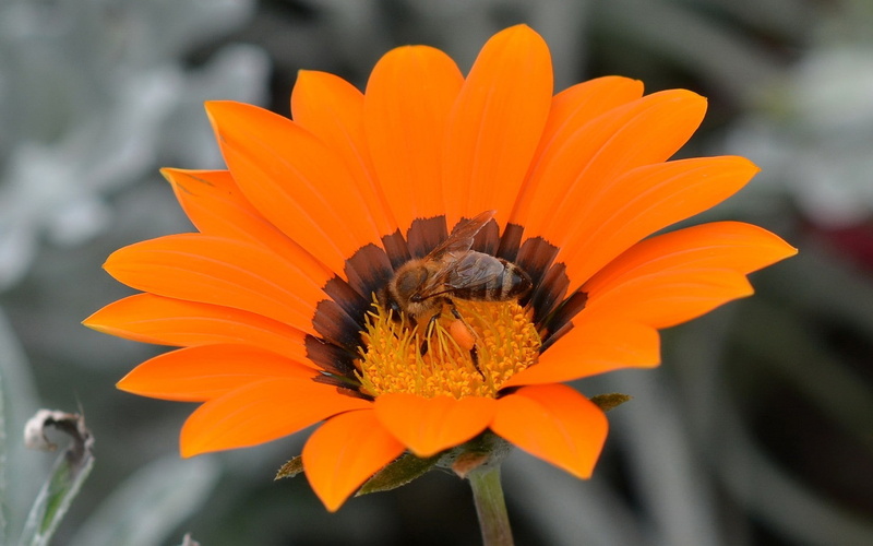 no people, nature, growth, pollen, bees, animal wildlife, animal themes, beauty in nature, close-up, vulnerability, fragility, focus on foreground, flower head