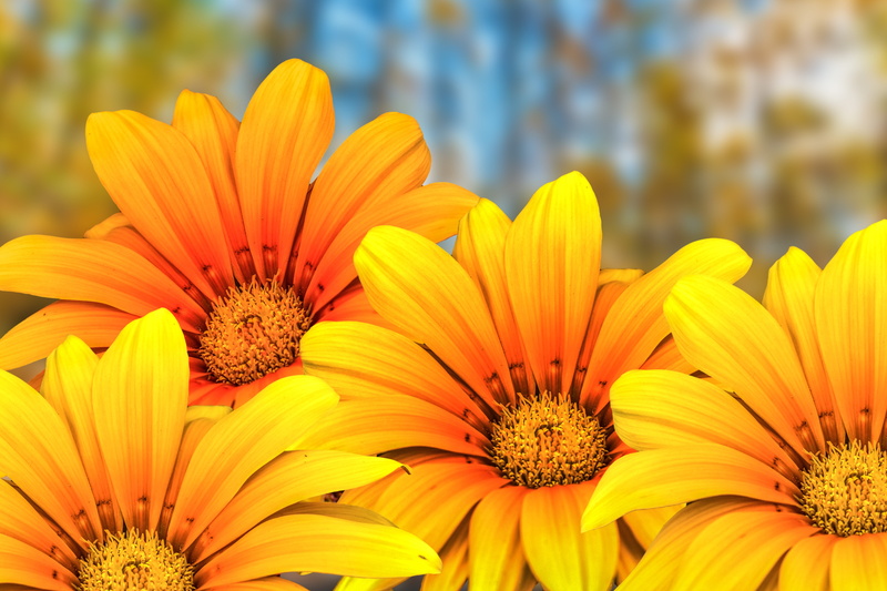 pollen, botany, plant, day, no people, 5K, beautiful flower, flowers gérbel, flower, outdoors, yellow, petal, flower head, gazania, springtime, freshness