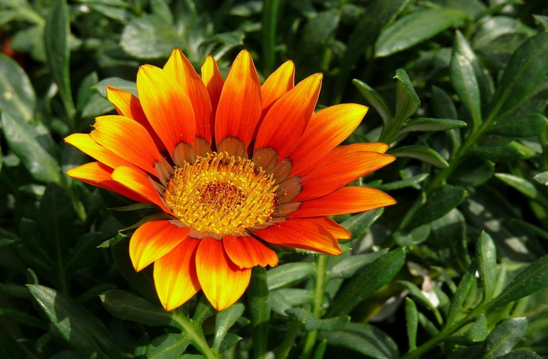 macro, 1080P, summer, green Color, field, sunflower, plant, flowerbed, orange, nature, close-up, backgrounds, day, vibrant Color, leaf, single Flower