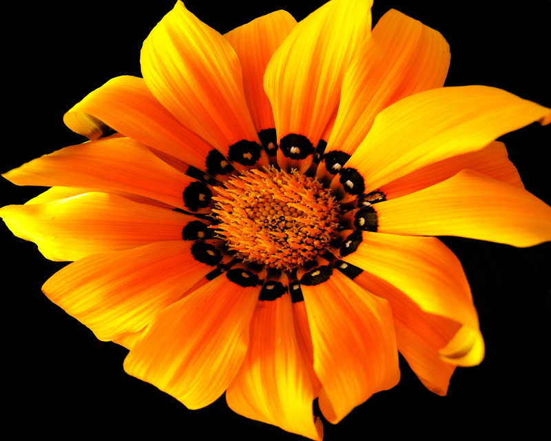 flowering plant, flowers, beauty In Nature, growth, vibrant Color, 2K, bright, blossom, black Background, flower Head, gazania, isolated On Black, petal