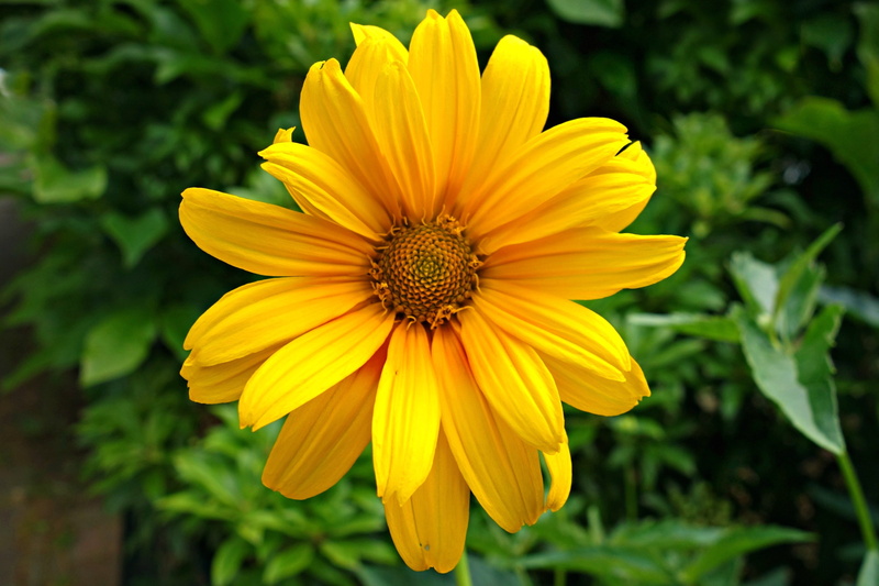 fragility, outdoors, freshness, flowering plant, Yellow, Flower, foliage, Petal, beauty In Nature, growth, bright, summer, pollen, macro, yellow flower