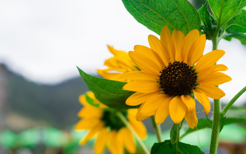 gazania, natural, plant, freshness, flower, plant part, focus on foreground, petal, garden, flowering plant, inflorescence, no people, 5K, growth, outdoors