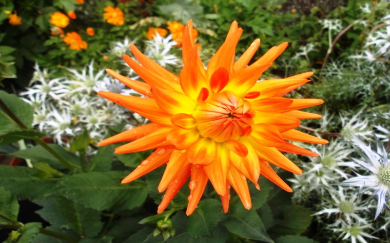 focus on foreground, hd, 4K, tablet, fragility, plant part, inflorescence, orange color, mobile, dahlia, growth, close-up, pollen, star, day