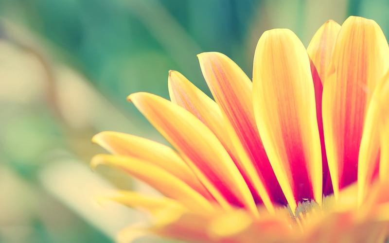 inflorescence, flowering plant, plant, beauty in nature, striped, nature, outdoors, day, close-up, petal, red, flower head, growth, flower, glare, yellow