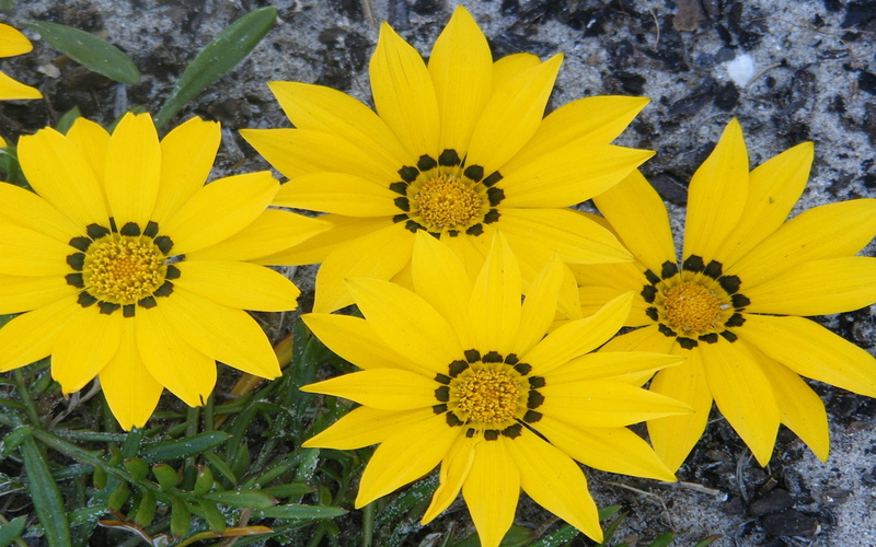 treasure, 2K, flower, gazania, linearis
