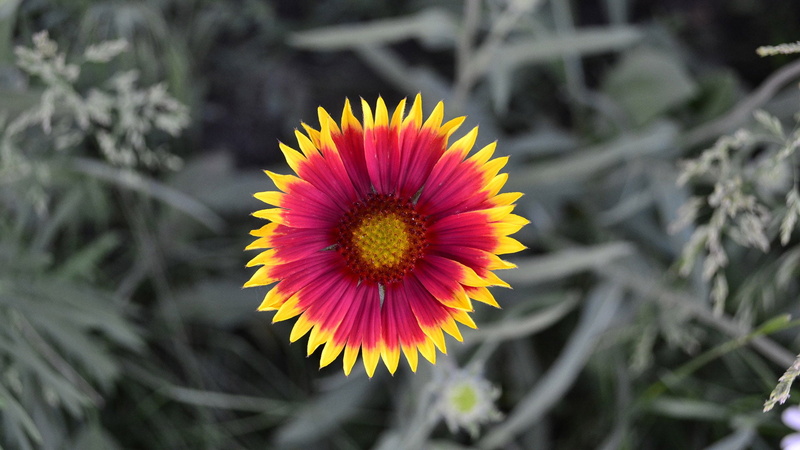 natural, flowering plant, gerbera, botany, life, spring, colorful, flower, sunflower, fresh, growth, vulnerability, blooming, head, petal, pink, yellow