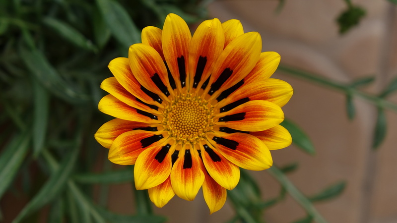 sunshine, gentle, serenity, photography, flowering plant, colorful, idyllic, blooming, flower, exotic, close, fragility, day, beauty in nature, focus on foreground