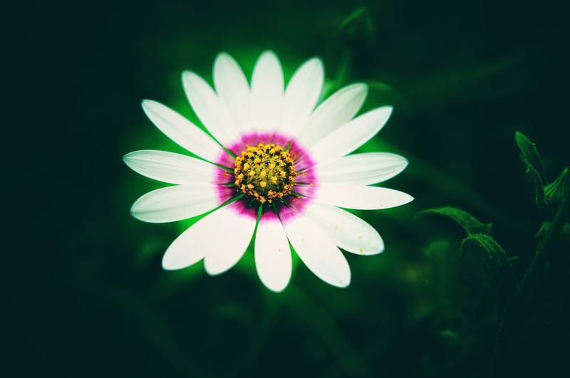 vulnerability, inflorescence, pollen, beauty in nature, 4K, gazania, petal, plant, nature, focus on foreground, pink color, growth, no people, 4K, flower