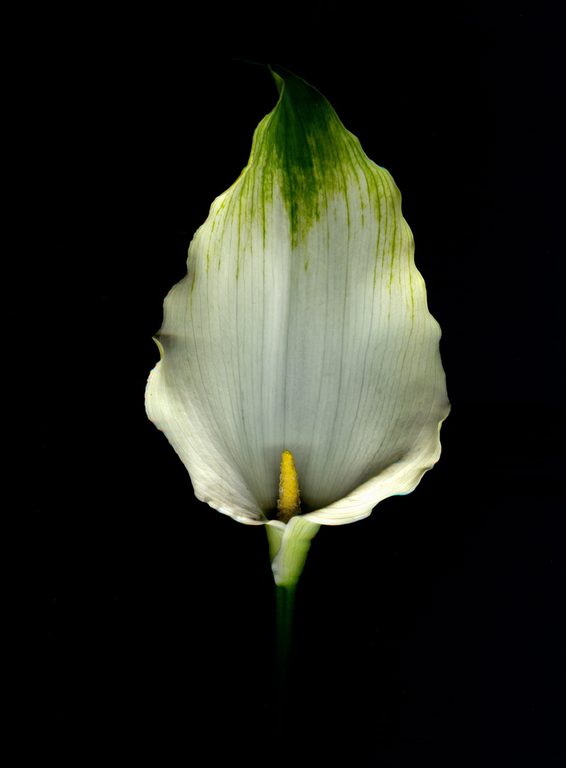 black background, beauty in nature, closeup, growth, yellow, photo, plant, no people, petal, flowering plant, nature, stamen, green, flower head, vulnerability