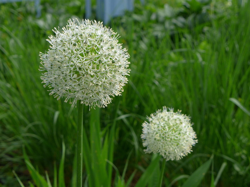 inflorescence, field, onion, flower images, allium scorodoprasum, flowering plant, white, nature, petal, green color, flowers, bloom, outdoors, food, close-up