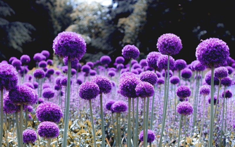 4K, Allium, Flower, Nature, Purple Flower, Earth