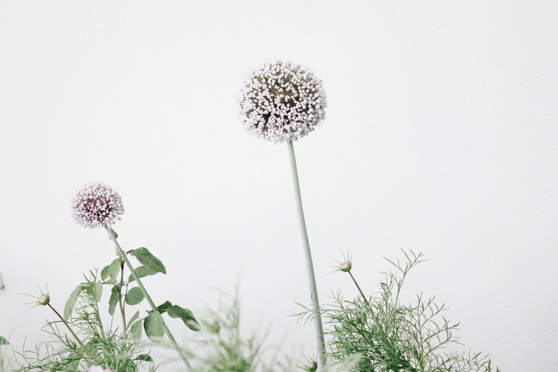 day, white, plant stem, 5K, closeup, fragility, plant, growth, floral background, springtime, purple, inflorescence, freshness, outdoors, no people, summer