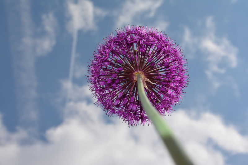 garden plant, springtime, ornamental onion, cloud - sky, freshness, no people, spring, worm, flowering plant, nature, fragility, close-up, flower, softness