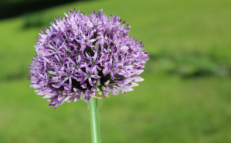 beauty in nature, fragility, close-up, growth, allium, petal, no people, flower head, Flowers, Nature, freshness, inflorescence, outdoors, flowering plant
